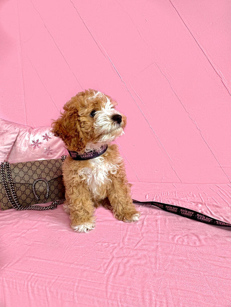 Rich Off Lashes Collar + Leash Set – Branded & Adjustable | Trish Co Rich Off Lashes Collar + Leash Set – Branded & Adjustable | Trish Co
