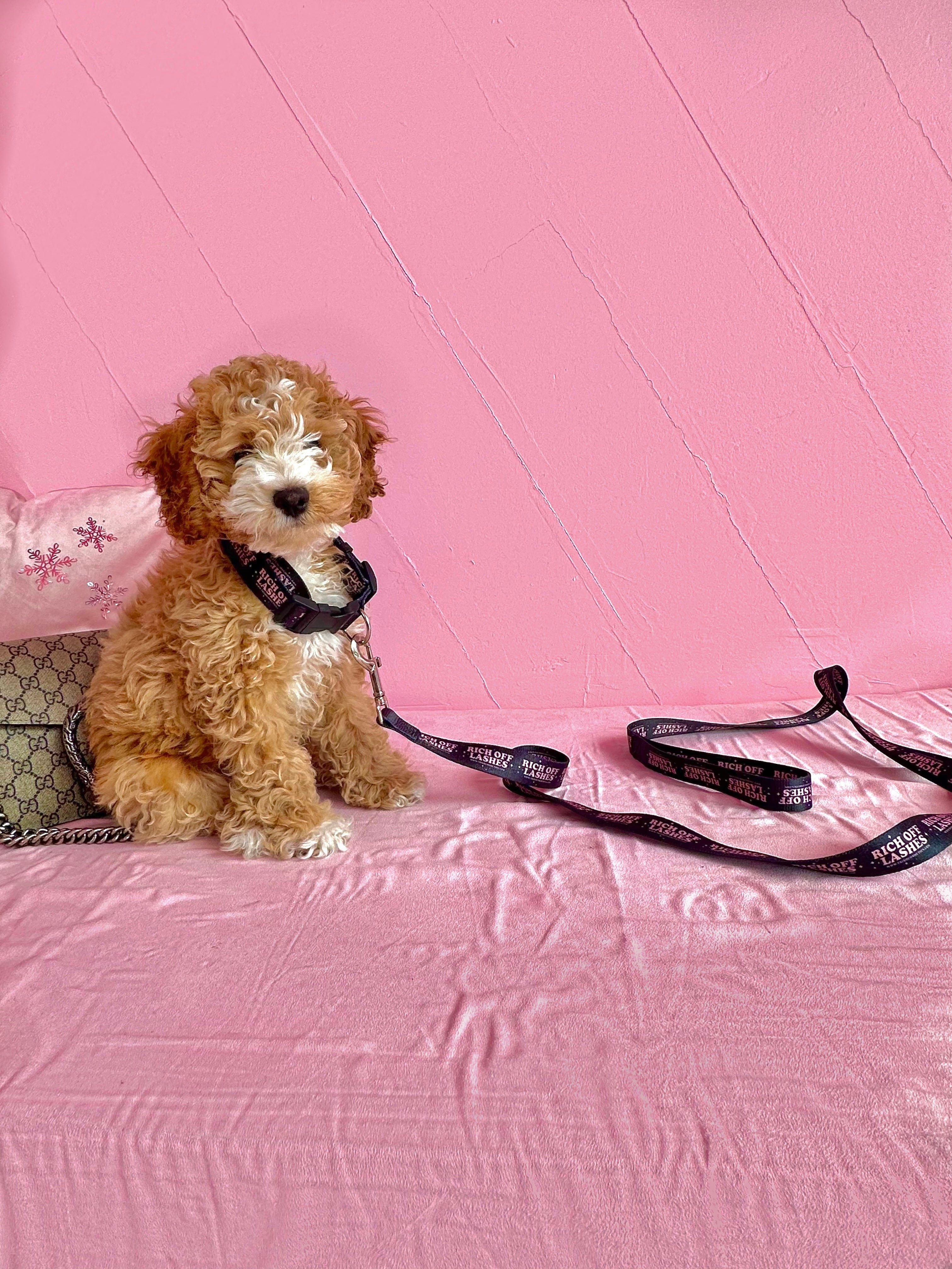 Rich Off Lashes Collar Leash Pink Black